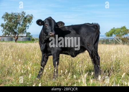 un jeune angus bull dans les pâturages. Banque D'Images