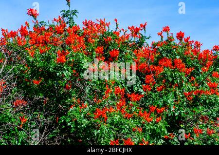 Couverture de Cape Honeysuckle, Tecoma capensis. Banque D'Images