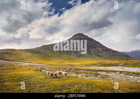 Moutons dans près de la rivière dans les montagnes Terskey Alatau, du Kirghizistan, de l'Asie centrale Banque D'Images