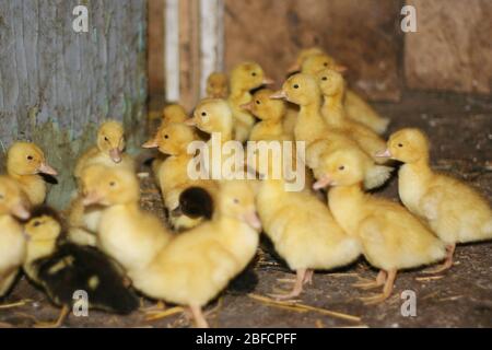 Une foule de petites gaines jaunes près de la gouttière d'alimentation. Oiseau domestique. Banque D'Images