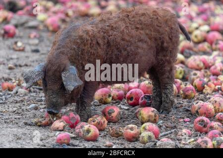 Un porc de mangalica se nourrissant de pommes Banque D'Images