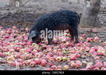 Un porc de mangalica se nourrissant de pommes Banque D'Images