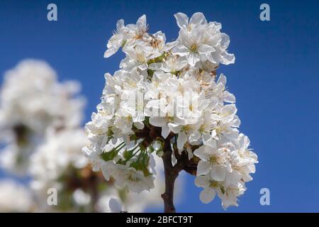 Parque pleine de fleurs de cerisier sur branche sur fond de ciel bleu profond Banque D'Images