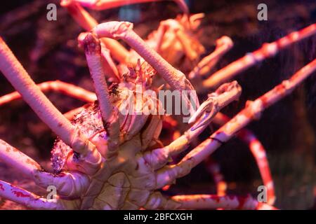 Gros plan. Grand spécimen de crabe d'Alaska dans un réservoir sous-marin. Banque D'Images