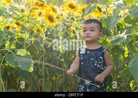 Un petit garçon asiatique mignon qui aime les tournesols. Joyeux petit garçon de bébé sur le terrain des tournesols en été. Banque D'Images