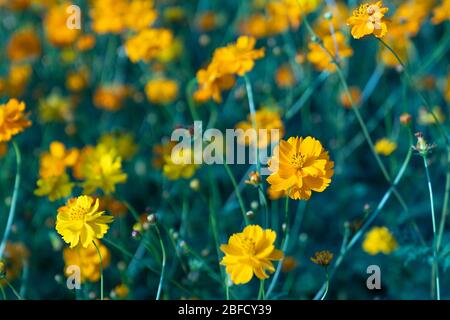 Gros plan. Petites fleurs jaunes belle floraison dans le jardin. Banque D'Images