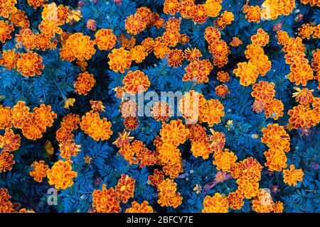 Gros plan. Petites fleurs orange belles fleurs fleuries dans le jardin. Banque D'Images