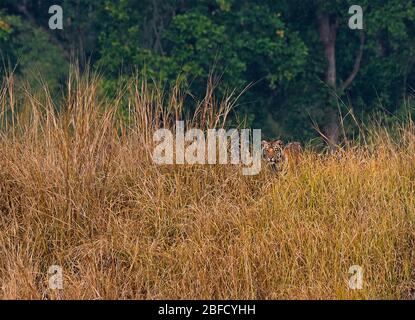 un tigre cub dans les prairies du parc national de Bandhavgarh, Madhya Pradesh, Inde Banque D'Images