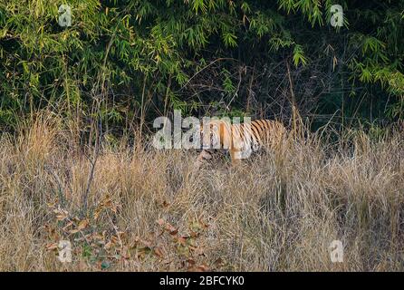 un tigre cub posant au parc national de Bandhavgarh, Madhya Pradesh, Inde Banque D'Images