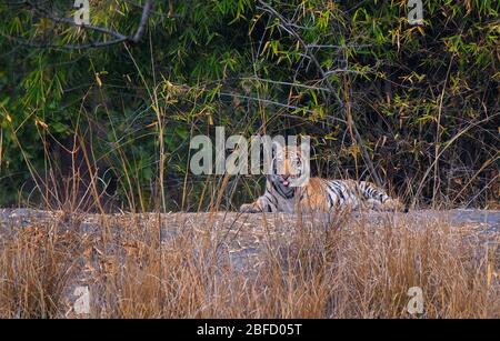 un tigre cub posant pour une photo au parc national de Bandhavgarh, Madhya Pradesh, inde Banque D'Images