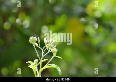 petite herbe de fer fleur d'herbes tropicales fleurit dans le jardin Banque D'Images