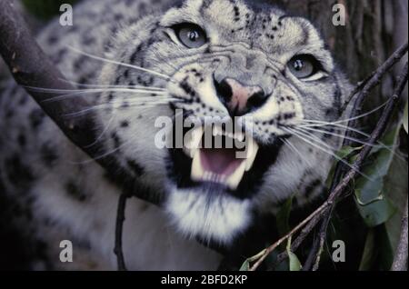Le léopard des neiges, le léopard des neiges (Panthera uncia), également connu sous le nom d'once, est un grand chat originaire des montagnes d'Asie centrale et du Sud. Banque D'Images