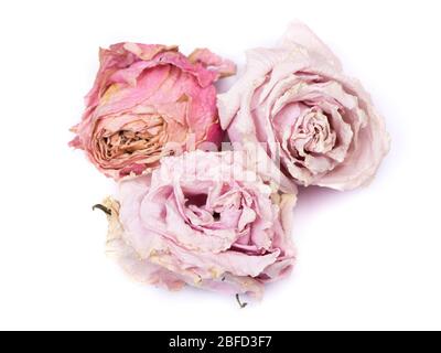 Bourgeons de rose secs isolés sur fond blanc Banque D'Images