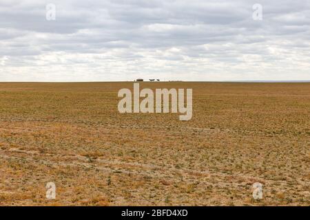 Désert de Gobi, paysage mongol avec un yourte et des chevaux à l'horizon. Sécher l'herbe dans la steppe et ciel nuageux. Banque D'Images