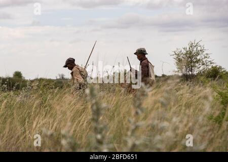Chasseurs-cueilleurs du peuple Ju/hoansi à la chasse dans le bassin de Kalahari, Nyae Nyae Nyae, Namibie. Banque D'Images
