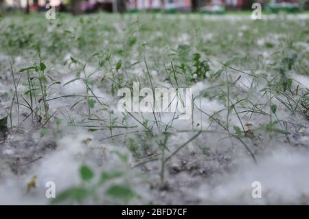 Des peluches de peuplier sur l'herbe dans un parc. Banque D'Images