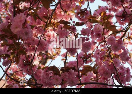 couronne d'un arbre sakura en pleine fleur comme arrière-plan. La couleur de la fleur se distingue contre le ciel bleu clair Banque D'Images