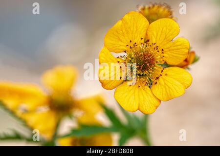 Marsh marigold (Walla palustris L.) devant un très beau fond flou. Banque D'Images