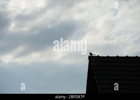 un magpie, un oiseau noir et blanc assis sur le toit contre un ciel nuageux, la photo est prise du profil, vue latérale Banque D'Images