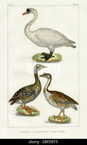 Cygne, oie sauvage et oie d'Inde. Gravure réalisée dans les années 1800 pour les œuvres complètes de Buffon, augmentées par M.F. Cuvier, publiées en 29 volumes de 1829 à 1832. Ces « œuvres complètes » apportèrent aux nouvelles générations les écrits influents du siècle précédent de Georges-Louis Leclerc, comte de Buffon (1707-1788), sur l’histoire naturelle et les sciences. La gravure de cette image a été créée à partir d’un dessin de Madame C. Pillot, épouse de l’éditeur parisien des « œuvres complètes », F d Pillot. Banque D'Images