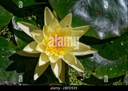 Une fleur de lys à eau flottante est colorée en jaune vif Banque D'Images