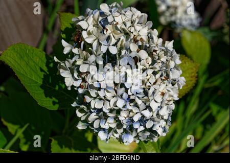 Une fleur d'horlangea dans le bleu pâle, offrant la couleur d'été au jardin Banque D'Images