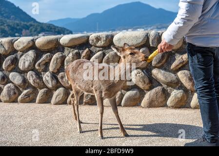 Deer détendez-vous au soleil dans le Miyajima en vacances de l'année japonaise Hatsumode. Ici, les déers sont librement roaming autour de l'île Banque D'Images