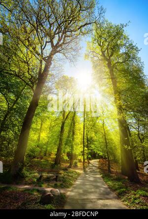 Rayons de soleil lumineux tombant magnifiquement à travers les arbres d'un parc, avec un chemin menant en montée vers le soleil Banque D'Images