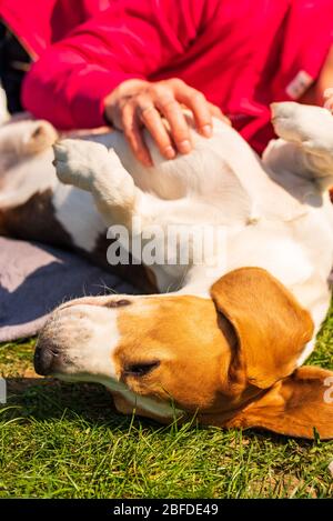 Propriétaire caressant doucement son chien beagle dormant sur l'herbe en plein air. Banque D'Images