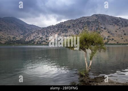 Lac d'eau douce de Kourna sur l'île de Crète, Grèce par temps nuageux jour d'été avec arbre en premier plan. Banque D'Images