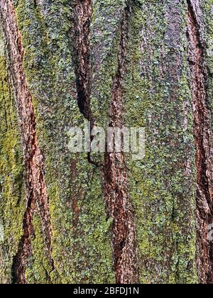 Texture écorce d'arbre. Un peu de lichen sur une écorce de mousse d'une texture d'arbre. Banque D'Images