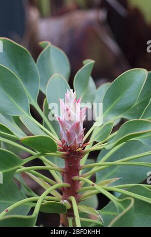 King Protea protea ou connu sous le nom de jeunes isolés de plantes photo: Banque D'Images