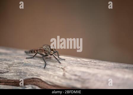 La macrophoto d'un insecte volant noir sur une surface en bois clair avec une faible profondeur de netteté Banque D'Images