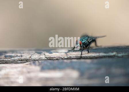 La macrophoto d'une mouche domestique noire sur une surface en bois clair avec une faible profondeur de netteté Banque D'Images