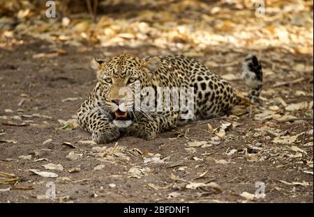 Leopard mi-brouillage sur le sol pour se préparer à courir Banque D'Images