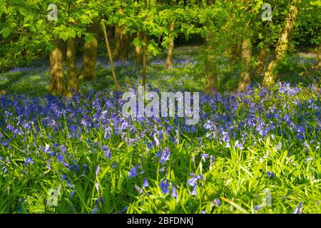 Bluebell Woods gros plan image Panorama Purple Blue and Green Flowers Banque D'Images