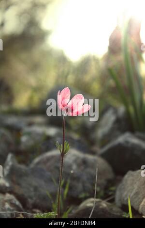 Linum grandiflorum rubrum gros plan pousse. Banque D'Images