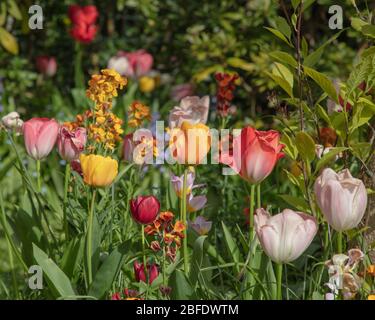 Différentes tulipes colorées vues dans un jardin en avril. Banque D'Images