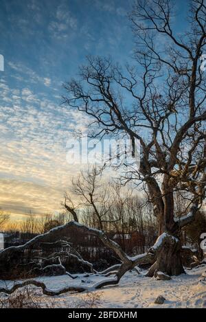 L'un des plus anciens arbres du Connecticut, le Granby Oak, âgé de plus de 400 ans, atteint le ciel le matin d'hiver frigid (Granby, Connecticut). Banque D'Images