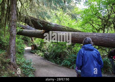 La salle de la piste des Mosses dans la forêt tropicale de Hoh du Parc National Olympique est bordée d'arbres anciens, principalement des temples de bifeuilles et des sruces de Sitka drapées en Mo Banque D'Images