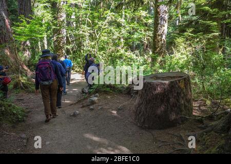 La salle de la piste des Mosses dans la forêt tropicale de Hoh du Parc National Olympique est bordée d'arbres anciens, principalement des temples de bifeuilles et des sruces de Sitka drapées en Mo Banque D'Images