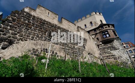 vestiges du mur médiéval de la ville au niveau du severinstorburg dans la vieille ville de cologne avec un petit vignoble Banque D'Images