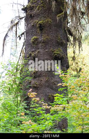 La salle de la piste des Mosses dans la forêt tropicale de Hoh du Parc National Olympique est bordée d'arbres anciens, principalement des temples de bifeuilles et des sruces de Sitka drapées en Mo Banque D'Images