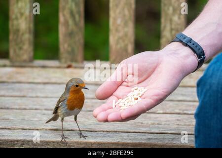 Le coronavirus a verrouillé le jardin de temps pour la faune - la main se nourrissant le robin avec des pastilles de suet dans le jardin britannique pendant le verrouillage du coronavirus, Ecosse, Royaume-Uni Banque D'Images