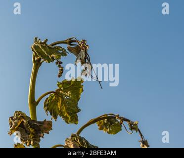 Feuillage de raisin très endommagé causé par un gel inhabituel du printemps. Dégâts de gel printanier dans le vignoble - Tyrol du Sud, Italie Banque D'Images