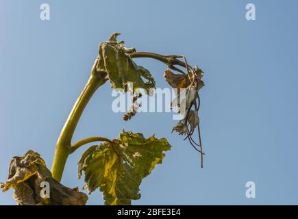 Feuillage de raisin très endommagé causé par un gel inhabituel du printemps. Dégâts de gel printanier dans le vignoble - Tyrol du Sud, Italie Banque D'Images