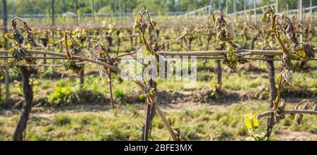 Feuillage de raisin très endommagé causé par un gel inhabituel du printemps. Dégâts de gel printanier dans le vignoble - Tyrol du Sud, Italie Banque D'Images