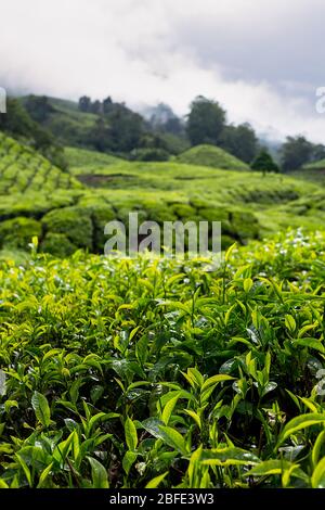 Les belles collines vallonnées des Cameron Highlands couvertes dans les fermes de plantations de thé en Malaisie du Sud. Banque D'Images