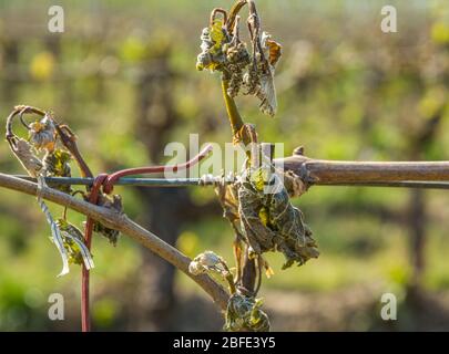 Feuillage de raisin très endommagé causé par un gel inhabituel du printemps. Dégâts de gel printanier dans le vignoble - Tyrol du Sud, Italie Banque D'Images