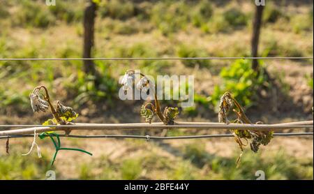 Feuillage de raisin très endommagé causé par un gel inhabituel du printemps. Dégâts de gel printanier dans le vignoble - Tyrol du Sud, Italie Banque D'Images